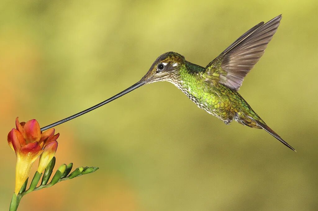 Колибри нектар. Мечеклювый Колибри. Шлемоносный Колибри. Колибри trochilidae. Колибри опыляют растения.