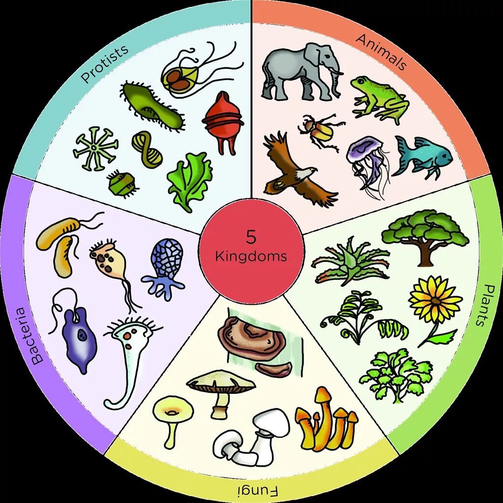 Царства живых организмов рисунок. Царства живых существ. Царства в биологии. Символ живого существа. 5 Царств живых существ.