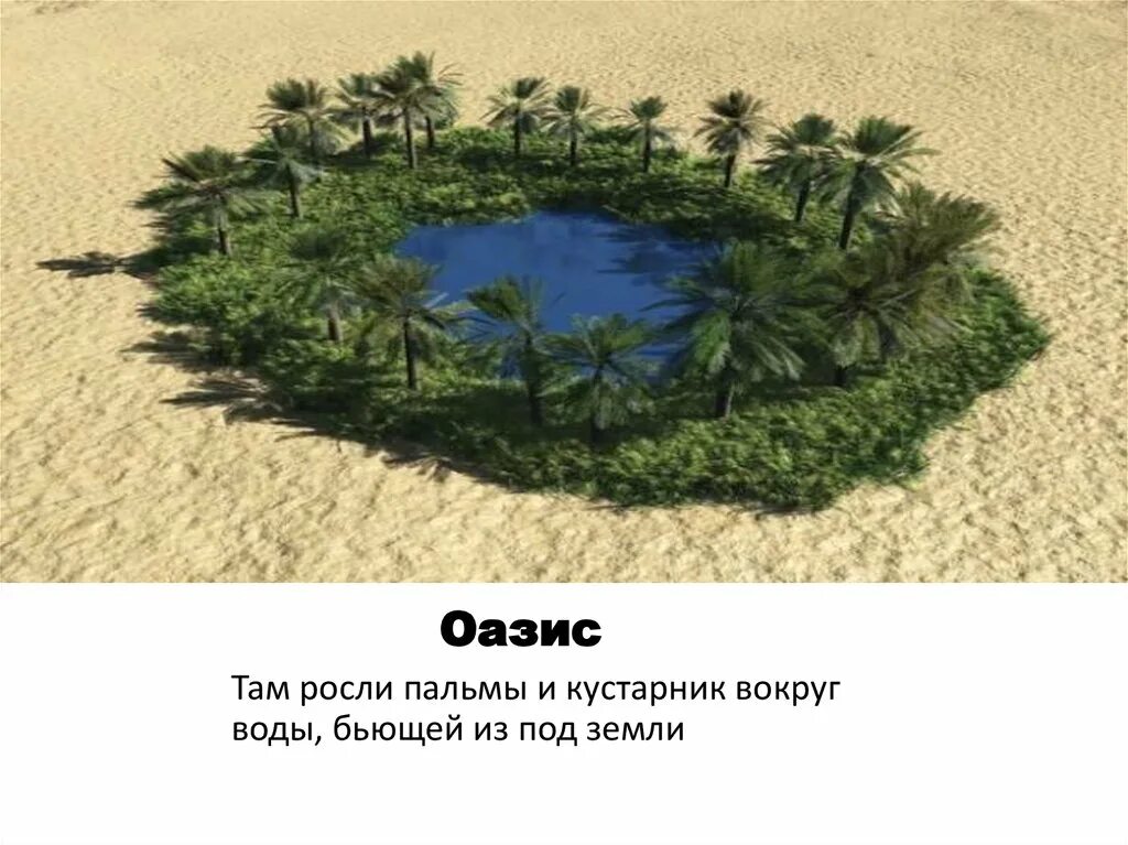 Пальмы растут из воды. Теория «оазисов»,. Оазисы делятся на.