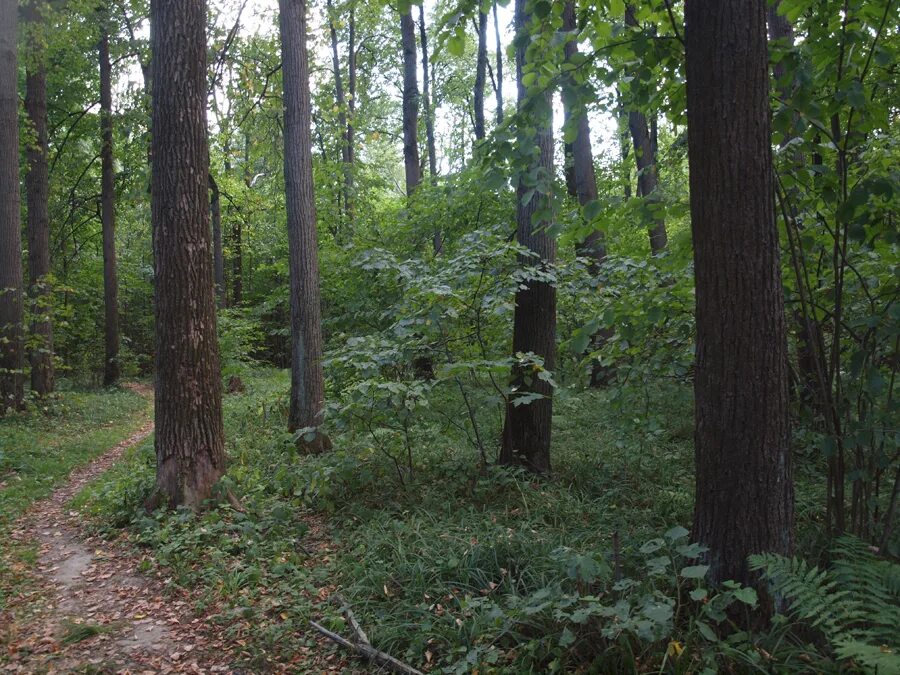 северный лес. ульяновский лесопарк. северный лес одинцово. подушкинский лес одинцово. подушкинский лес трехгорка.