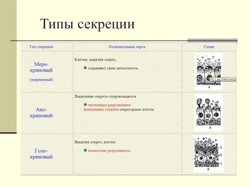 Мерокриновый тип секреции. Мерокринный тип секреции. мерокриновый тип секреции виды. голокриновый тип секреции. типы секреции гистология.