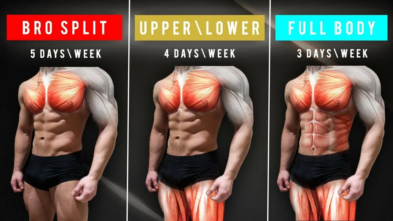 Split max. Бро сплит. бро сплит тренировка. bro split workout. сплитпуш.