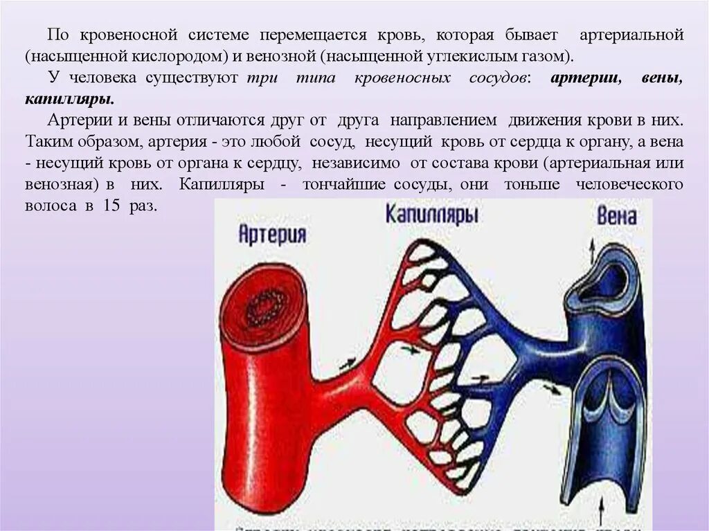 Сколько течет кровь. Артериальная и венозная кровь. Венозная кровь и артериальная кровь. Артериальная и венозная кровь сосуды.