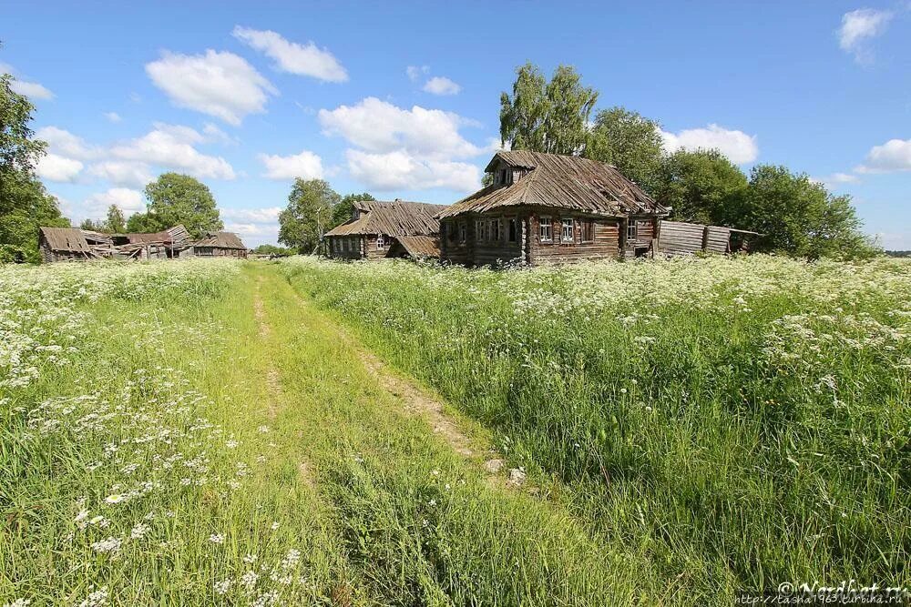 В 2 соседних деревнях. Деревня Финев луг. Деревня деревеньки Ярославской области. Заросшая бурьяном деревня. Деревня Луги Тверская область.