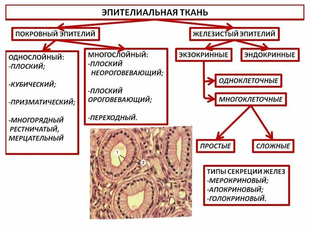 Виды эпителиальной ткани. Эпителий ткань. Строение эпителиальной клетки. Эпителиальная и соединительная ткань.