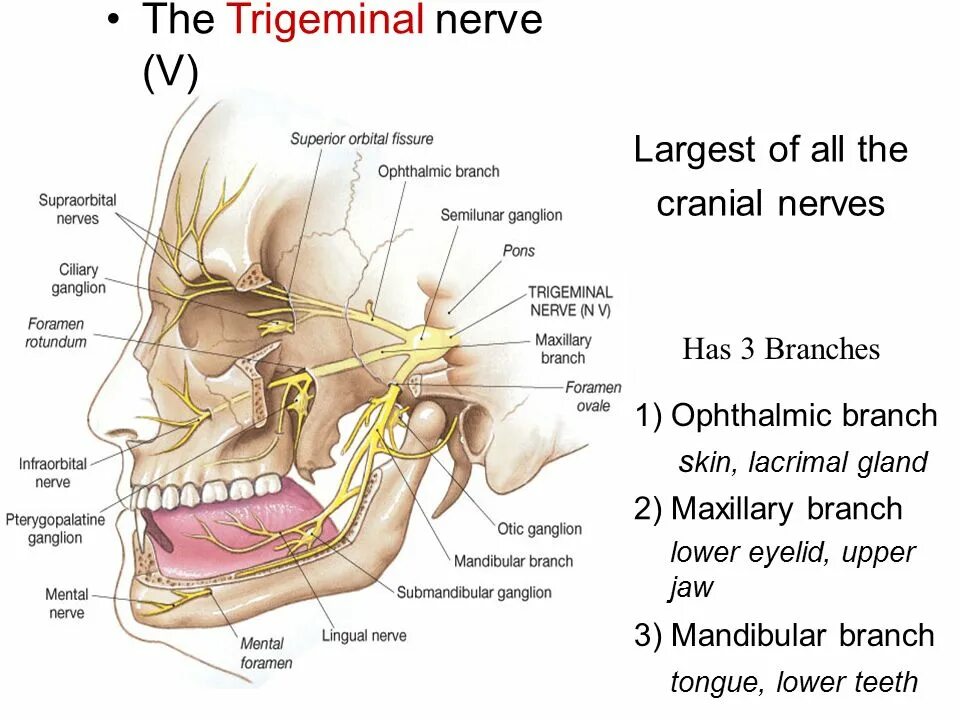 Ganglion перевод с латинского. Trigeminal nerve Anatomy. Ganglion oticum. Ganglion submandibulare гистология.