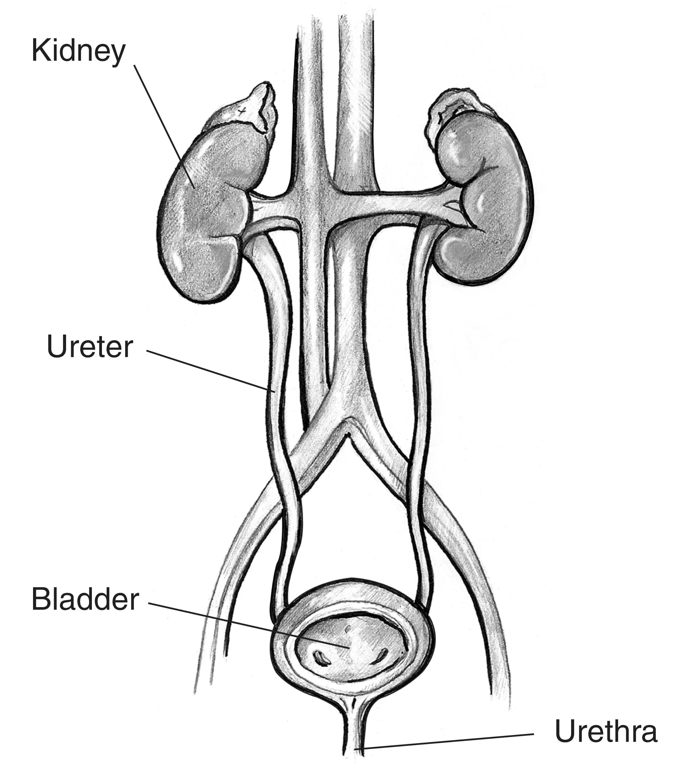 Kidneys bladder. Urinary tract. ureter. kidney bladder.