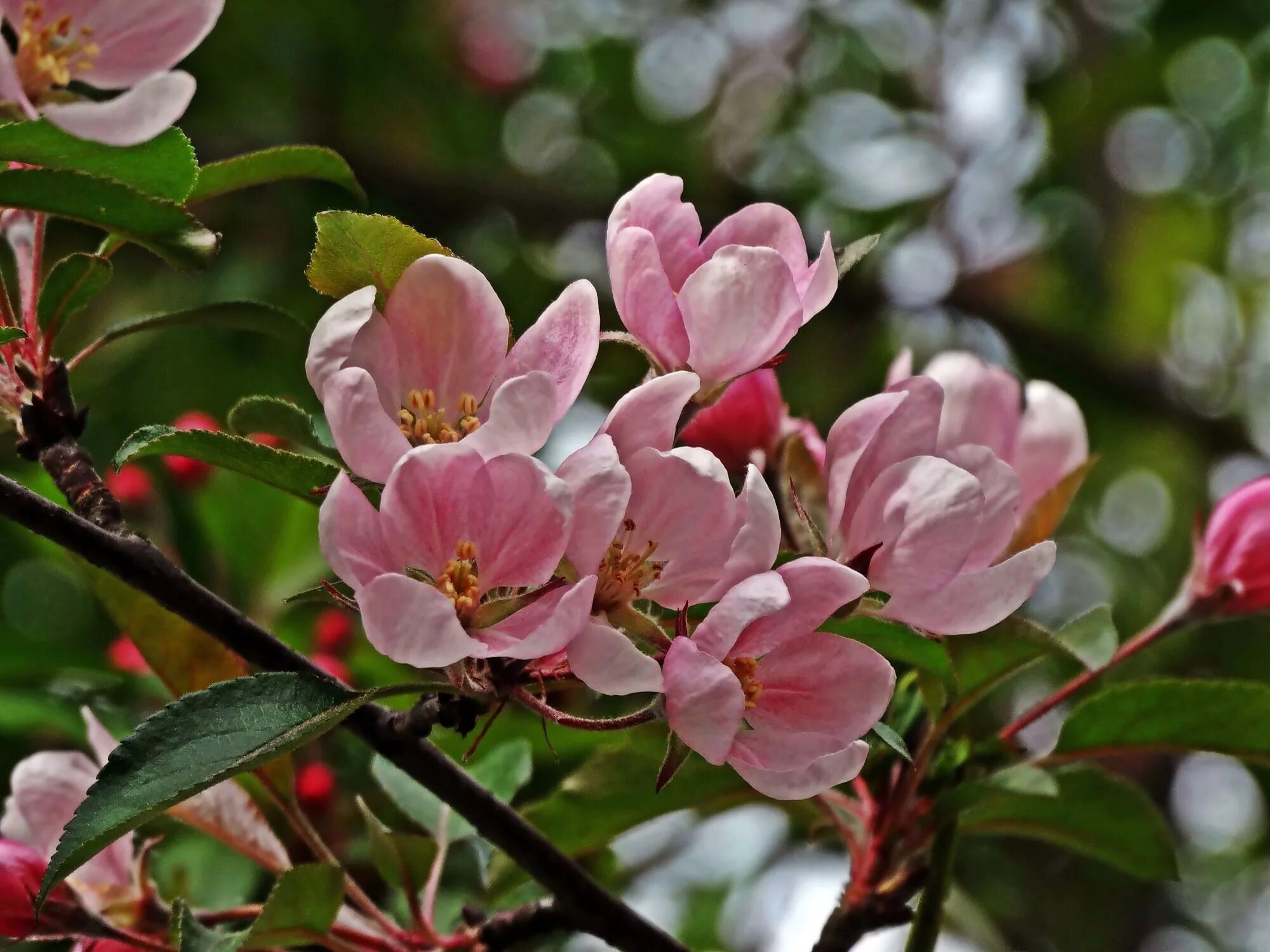 Дерево весной название цветет. Цветущие плодовые деревья. Яблони в цвету. Плодовое дерево с розовыми цветами. Цветение плодовых.