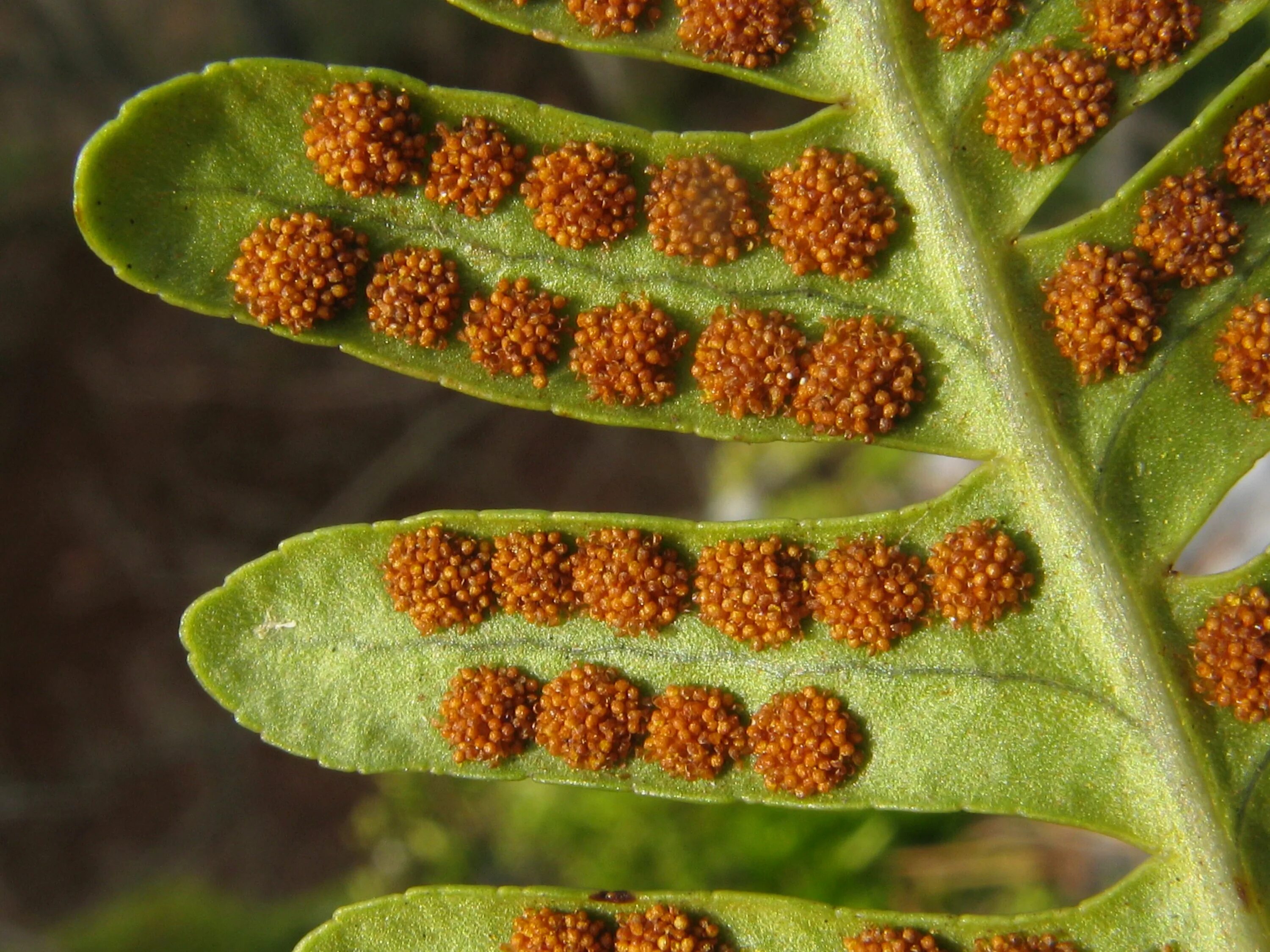 Spore Reproduction in Plants and Other Organisms
