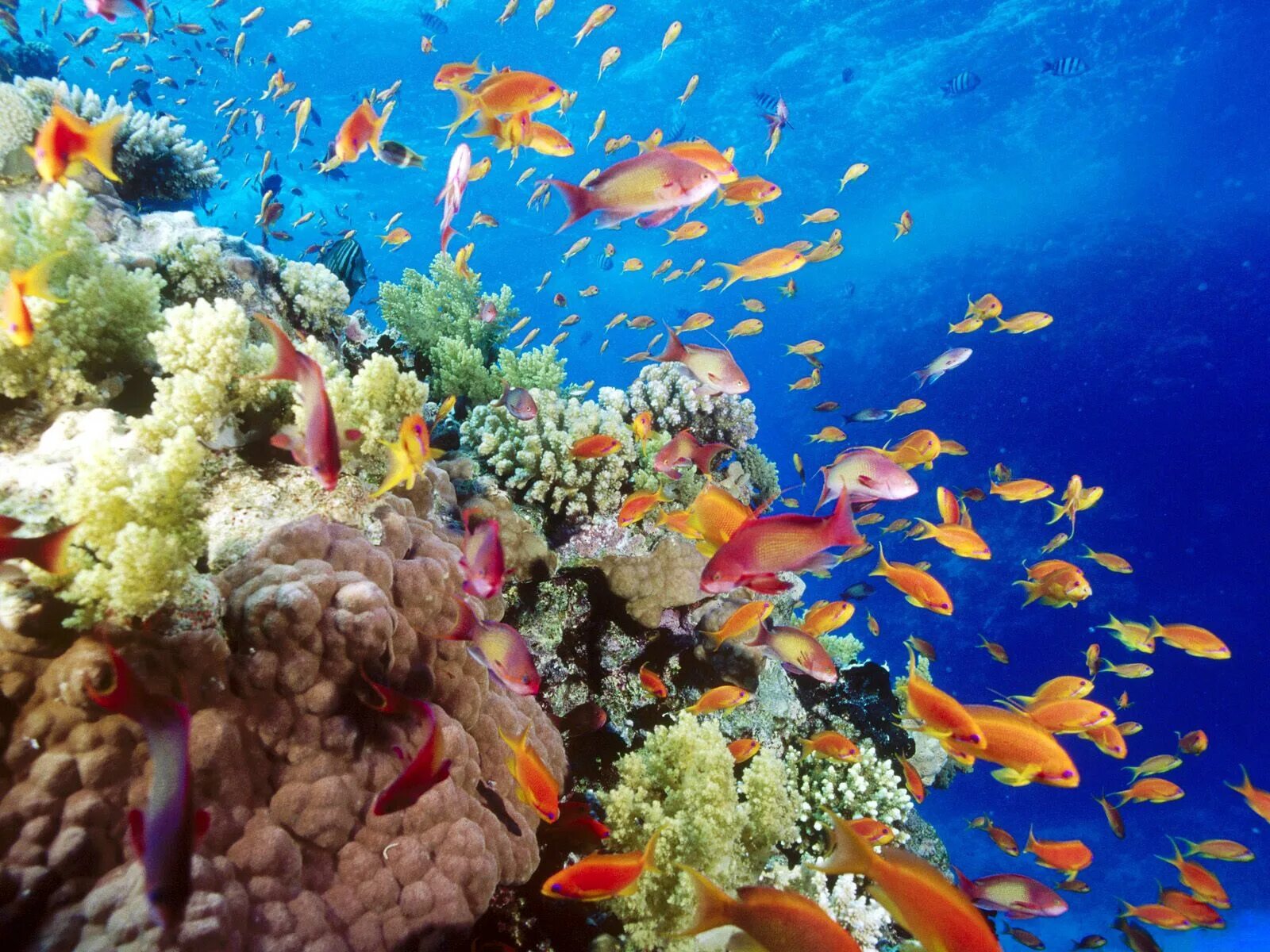 Лучший коралловый риф. Подводный мир Египта Шарм-Эль-Шейх. Морской парк большого барьерного рифа. Коралловый риф Хургада. Коралловые рифы красного моря в Египте.