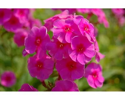 Phlox paniculata cosmopolitan