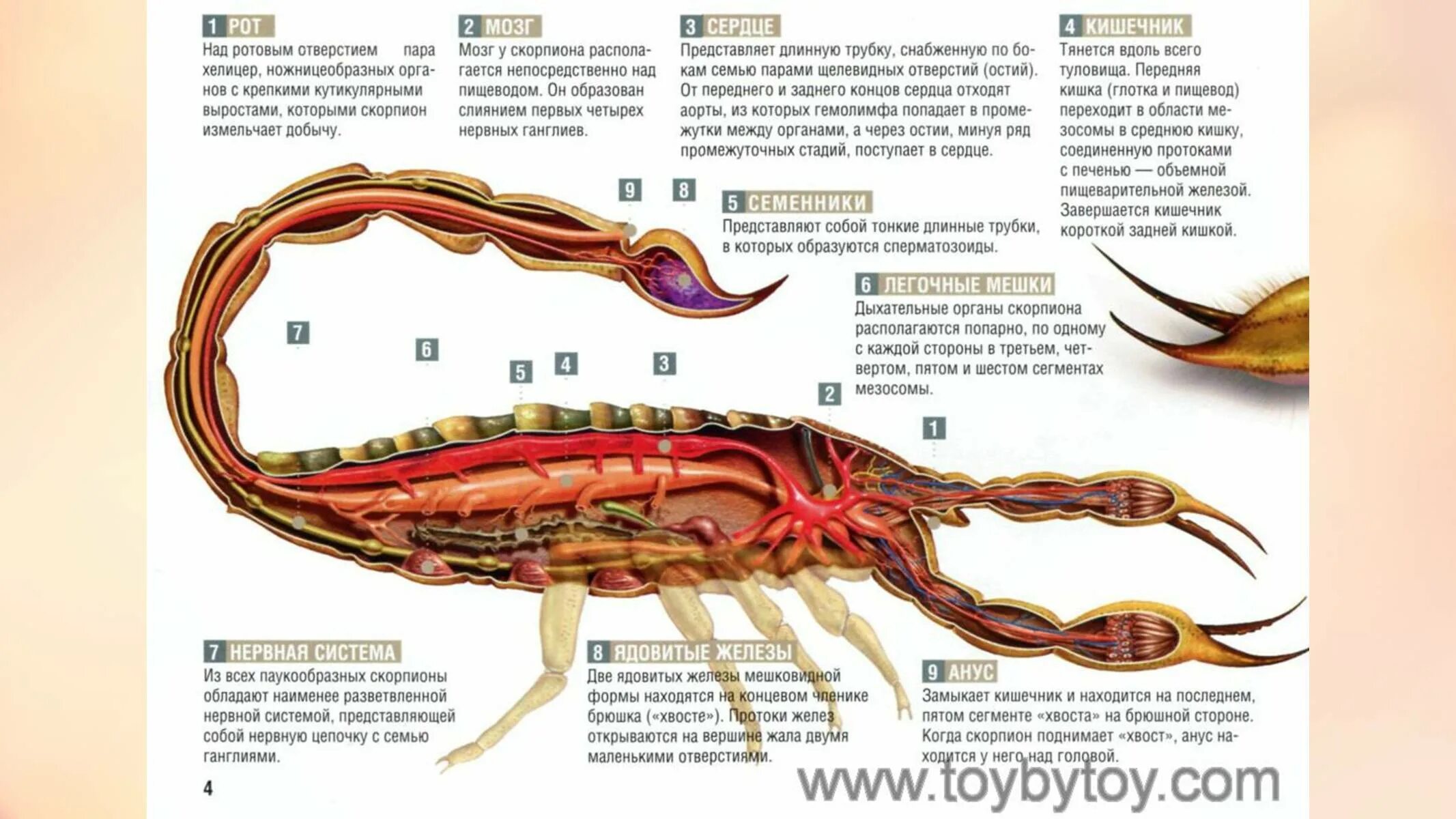 Внутренне строение скорпиона. Пищеварительная система скорпиона. Императорский Скорпион строение. Отряд Скорпион пищеварительная система.