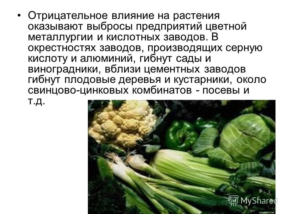 Последствия воздействия человека на природные сообщества. Отрицательное воздействие человека на растения. Влияние деятельности человека на растения. Негативное влияние человека на растения. Негативное воздействие растительности.