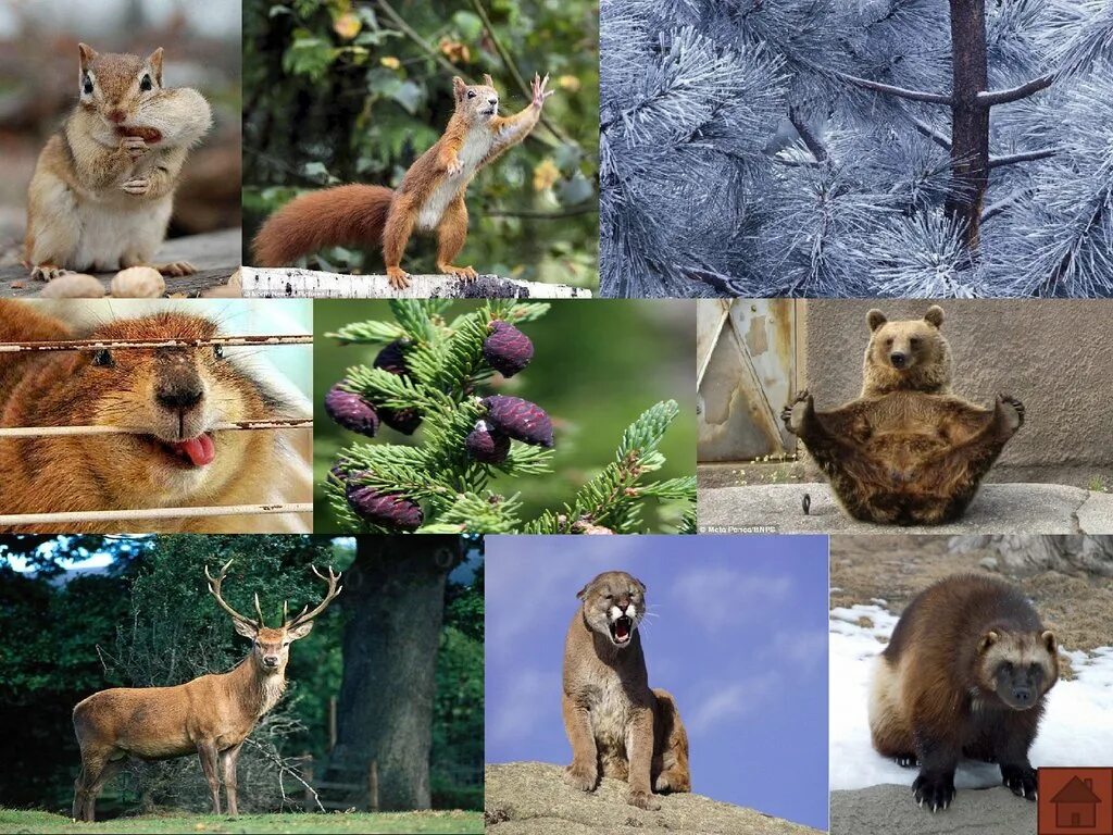 Разнообразие животного и растительного на земле. Животный растительный мир Америки Северной Америки. Фауна тайги Северной Америки. Природа животные и растения.