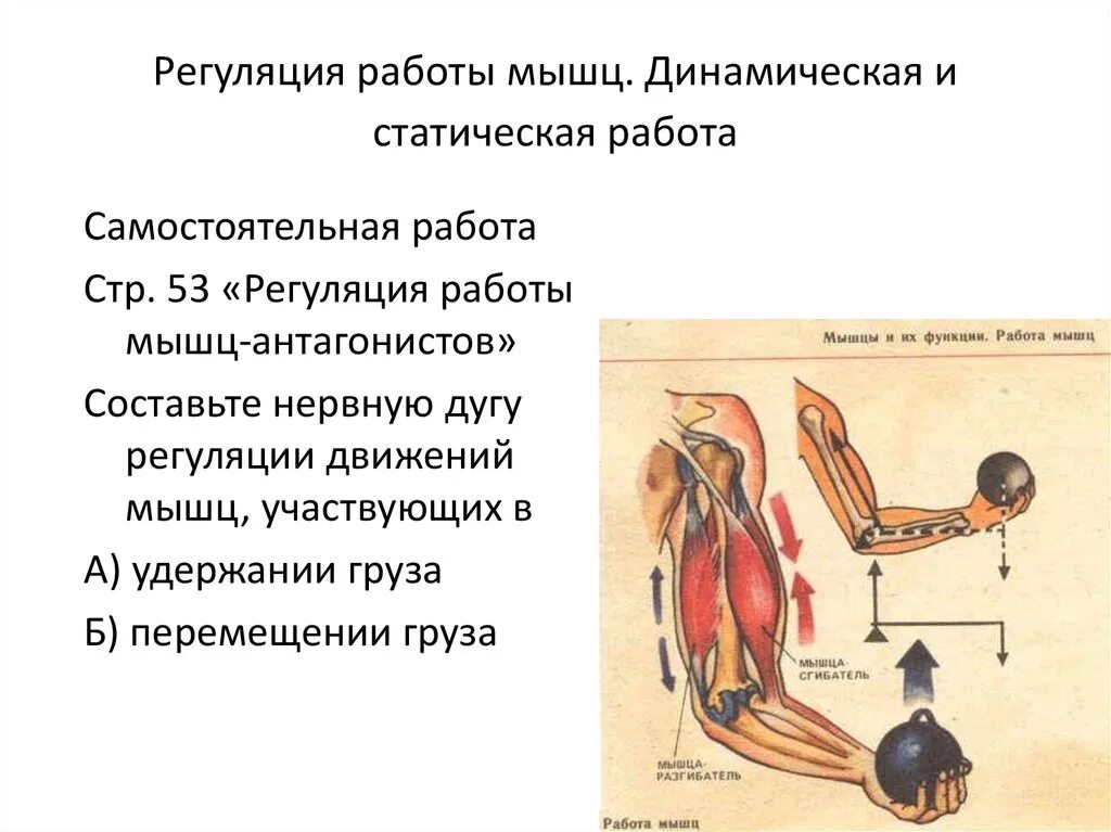 Регуляция деятельности мышц схема. Динамической работе мышц человека. Регуляция работы мышц антагонистов. Динамическая и статическая работа мышц. Работа мышцы зависит