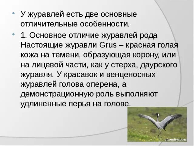 Найди слово в слове журавль. Тема для презентации Журавли. Особенности журавлей. Девиз Журавли. Журавль где обитает.