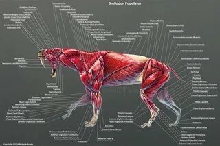 Структура которая поддерживает форму тела животных. Структура которая поддерживает форму тела животных