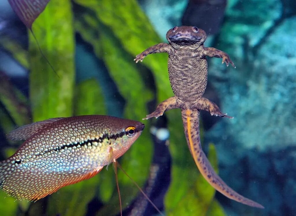 тритон иглистый аквариумный. испанский иглистый тритон аквариумный. испанский иглистый тритон аквариумный. иглистый тритон альбинос. тритон испанский иглистый белый.