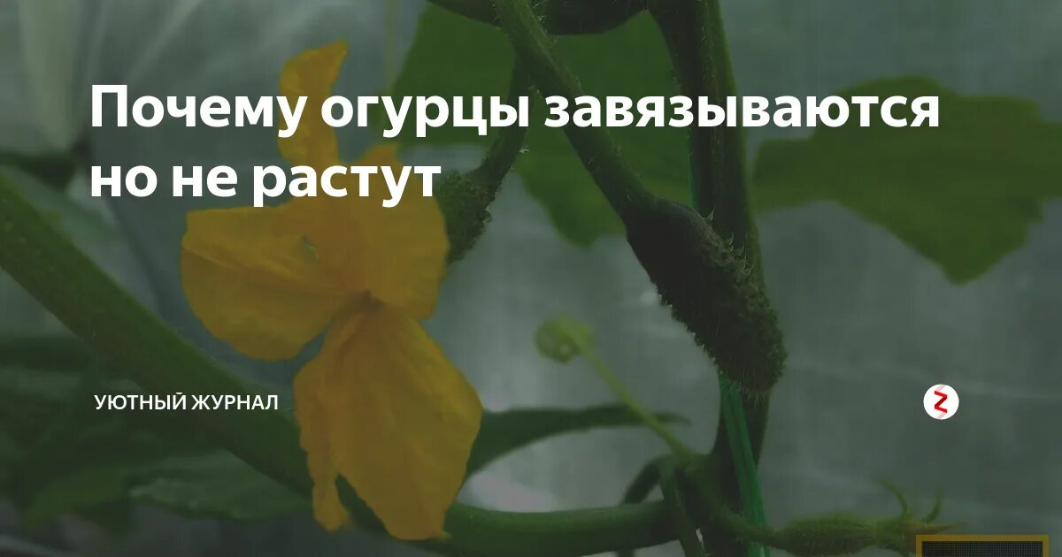 Огурцы завязались но не растут