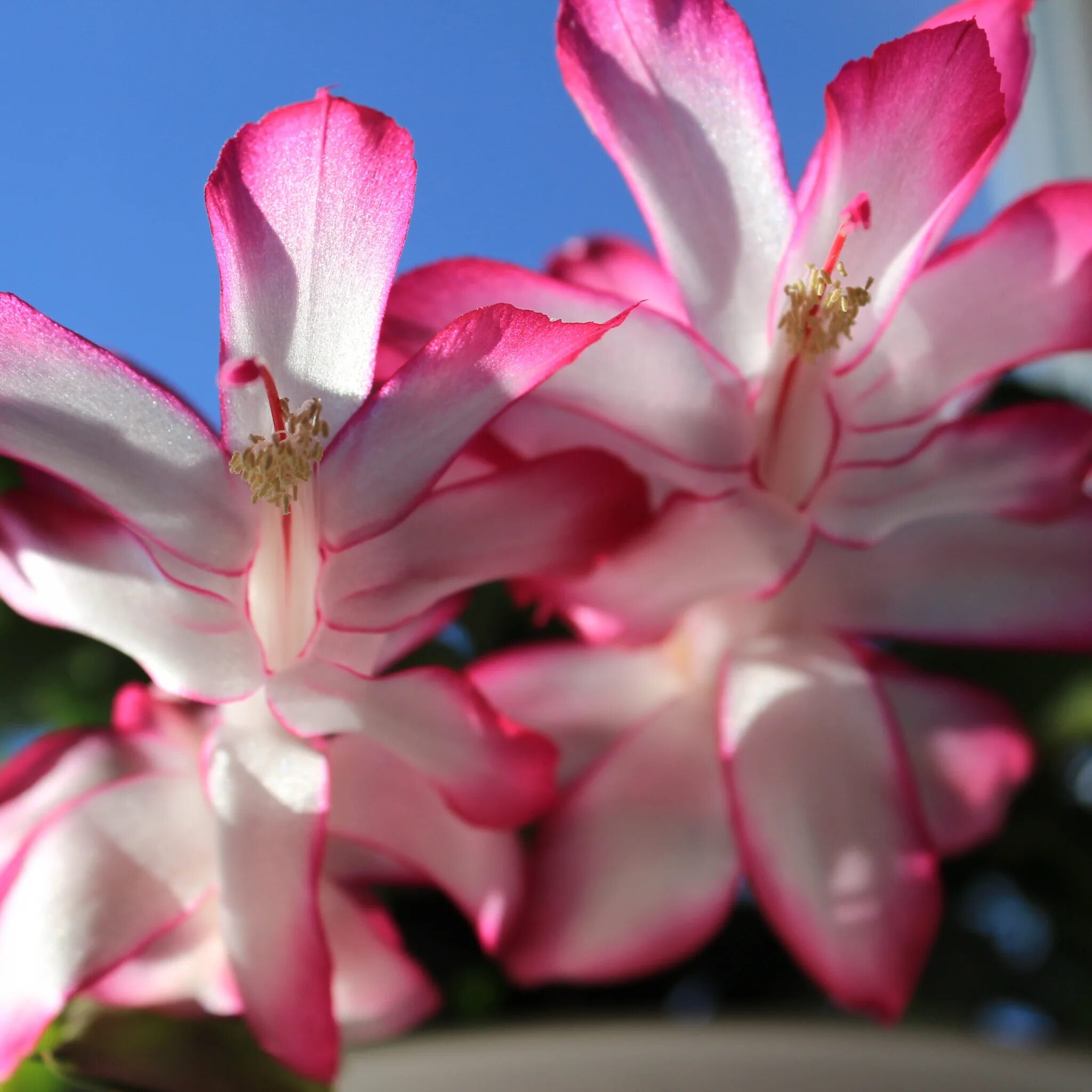 зигокактус декабрист рождественник. декабрист цветение. шлюмбергера декабрист зигокактус. шлюмбергера декабрист зигокактус. зигокактус шлюмбергера.