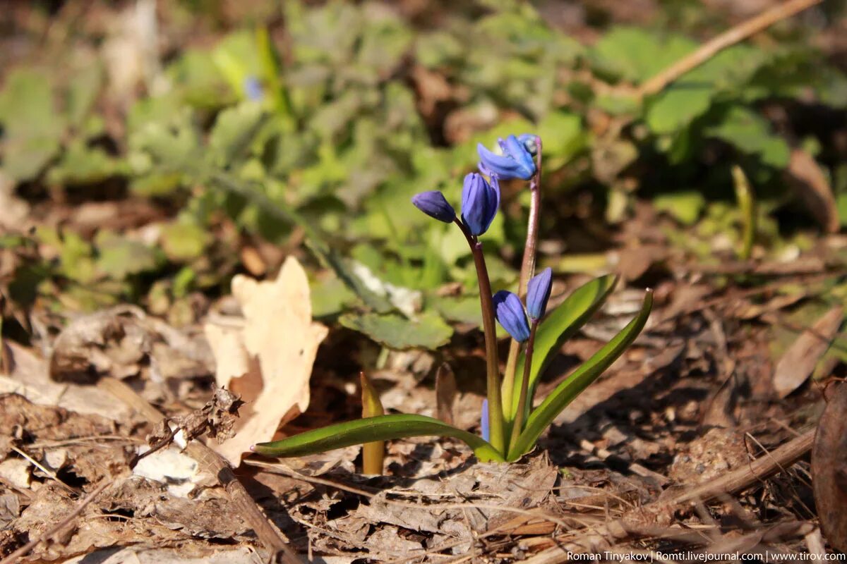 повесеннему или по весеннему. первоцвет крокус белый. ранняя весна в лесу. весна проталины подснежники. пролеска мищенко.