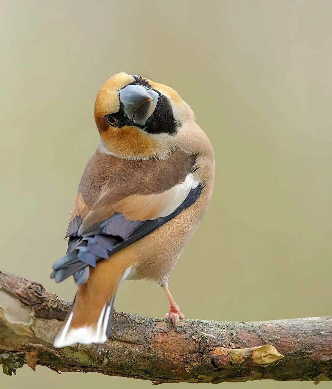 Обыкновенный Дубонос. Дубонос обыкновенный (coccothraustes coccothraustes). Дубонос птица. Щегол Дубонос. Дубонос самка