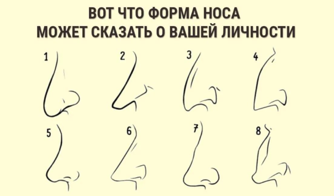 Почему нос назвали носом. Типы Носов. Формы носа. Форма носа названия. Типы носа.