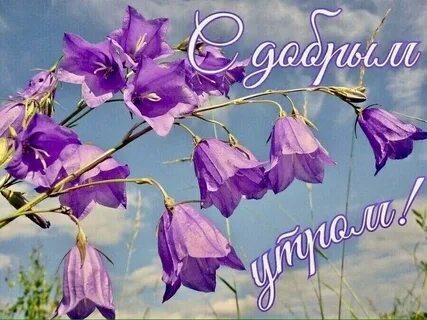 День колокольчика