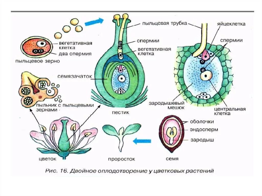 Оплодотворение покрытосеменных растений схема. Пыльцевое зерно покрытосеменных. Схема двойного оплодотворения у цветковых растений. Двойное оплодотворение у покрытосеменных. Проросшая пыльца