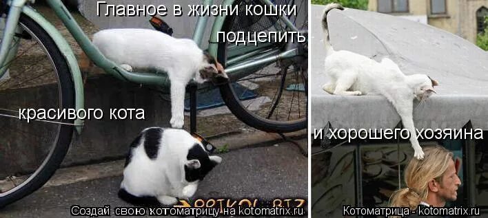 Жизнь без кошек