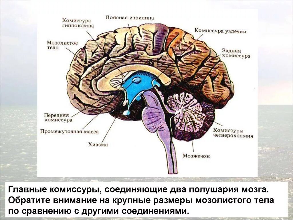 Спайки головного мозга. Полушария головного мозга и мозолистое тело. Комиссура мозолистого тела. Задняя комиссура мозолистого тела. Межполушарные комиссуры.