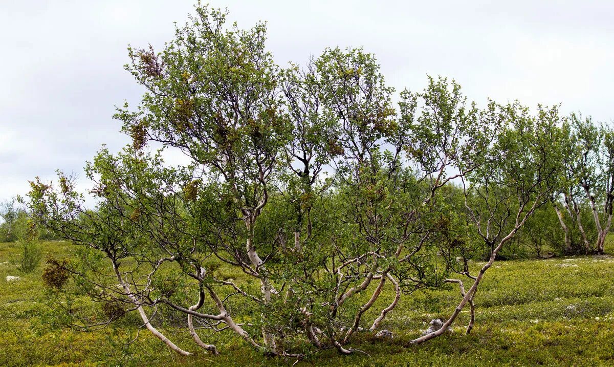 Карликовая берёза в тундре. Береза карликовая Betula Nana. Растительность тундры карликовая береза. Карликовая береза в лесотундре.