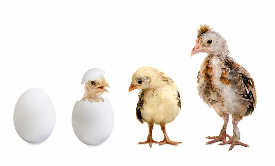 Рост курицы. Chicken growth. Broiler Feed White background. Baby big mouth Nesting Eggs biggest.