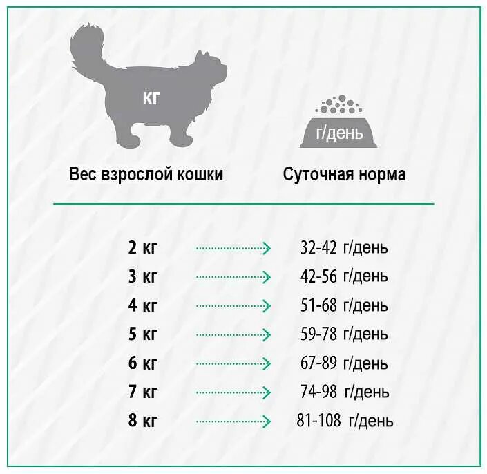 Сколько должно быть месяцев котенку