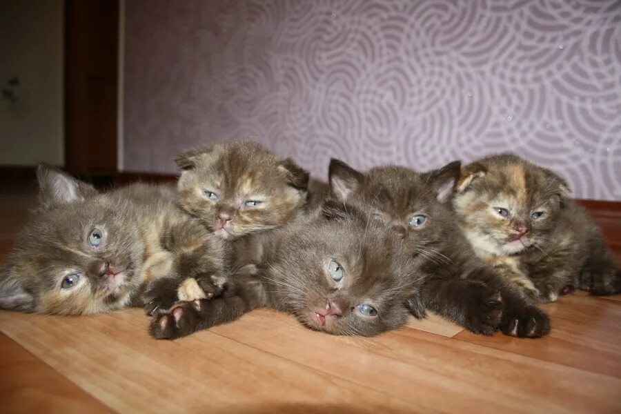 Какие котята сейчас продаются. Птичий рынок котята. Котята которых продают мальчиков. Котики на продажу. Котята фото.