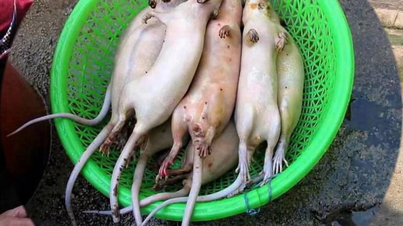 Можно ли крысам соленое
