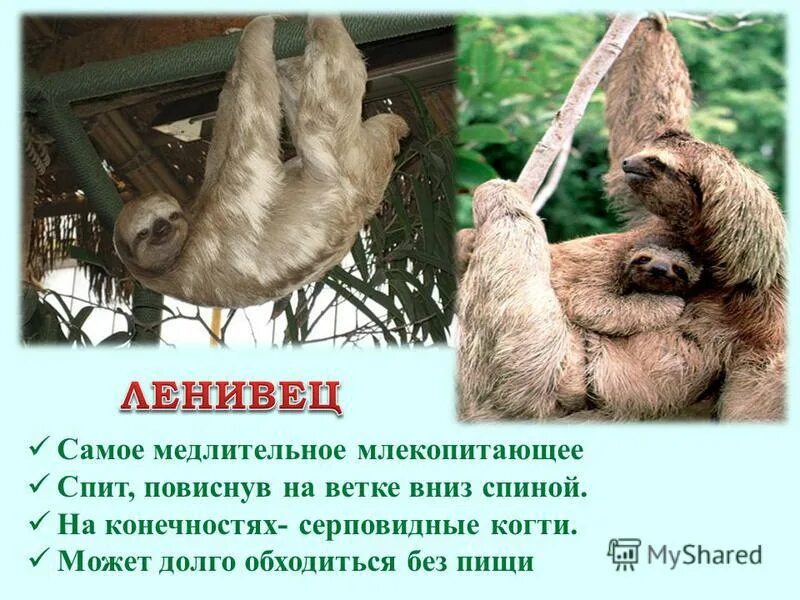 Эндемиком южной америки является. Эндемики южной америки. эндемики северной америки презентация. эндемичные животные южной америки. эндемики южной америки животное.