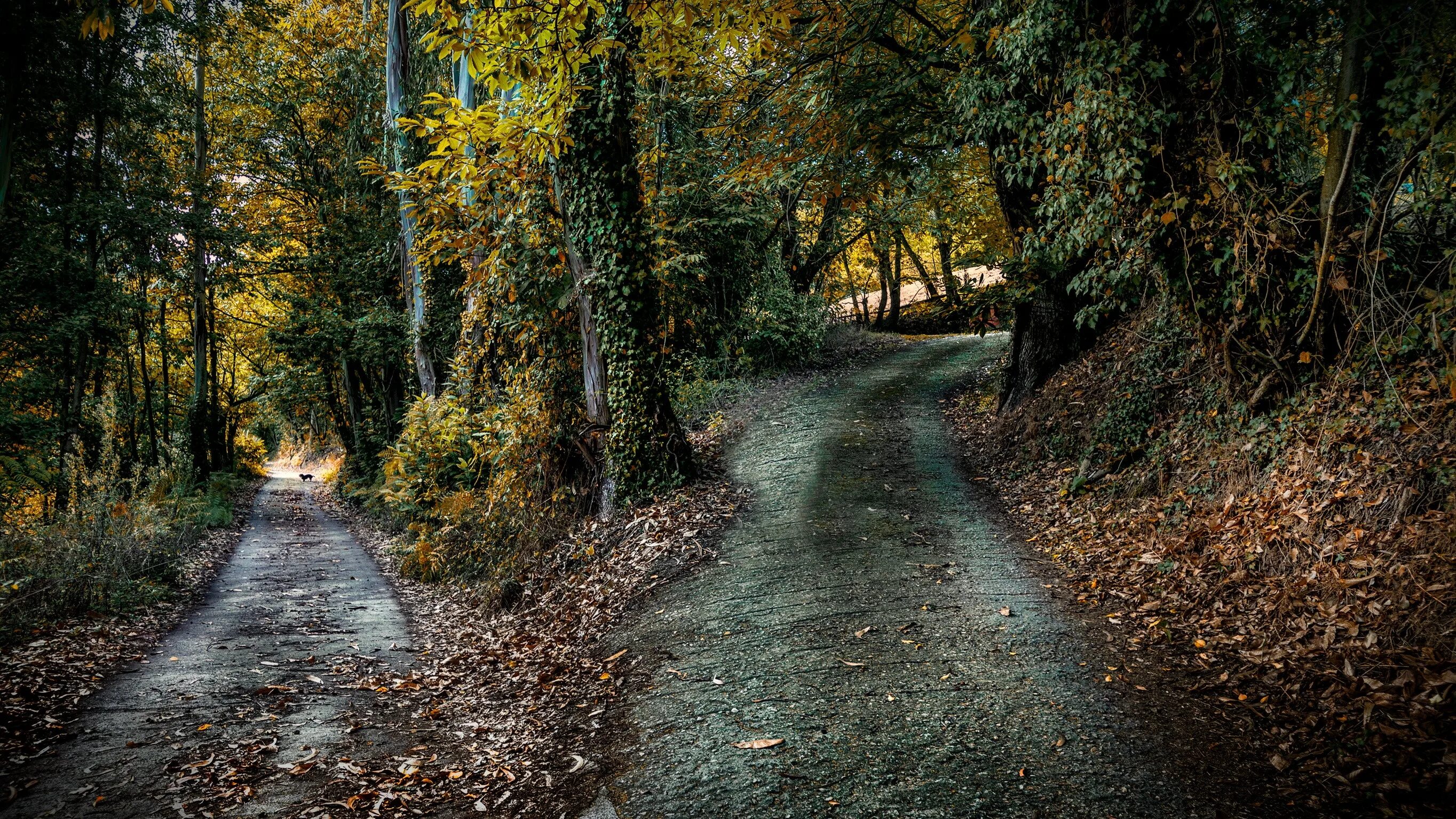 Z path