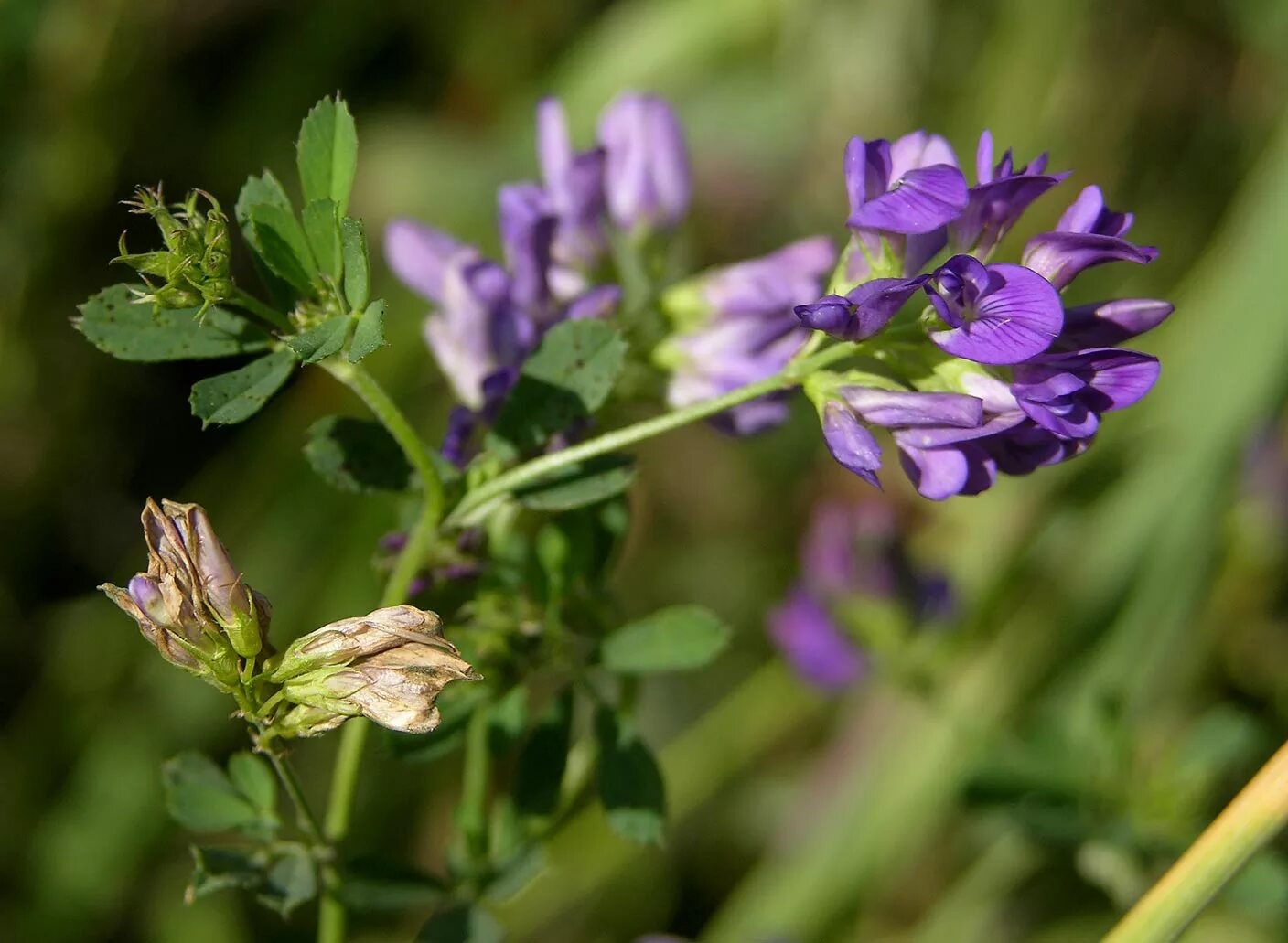 люцерна посевная medicago sativa. люцерна плоскоплодная. многолетние бобовые культуры. люцерна гибридная. люцерна вика.