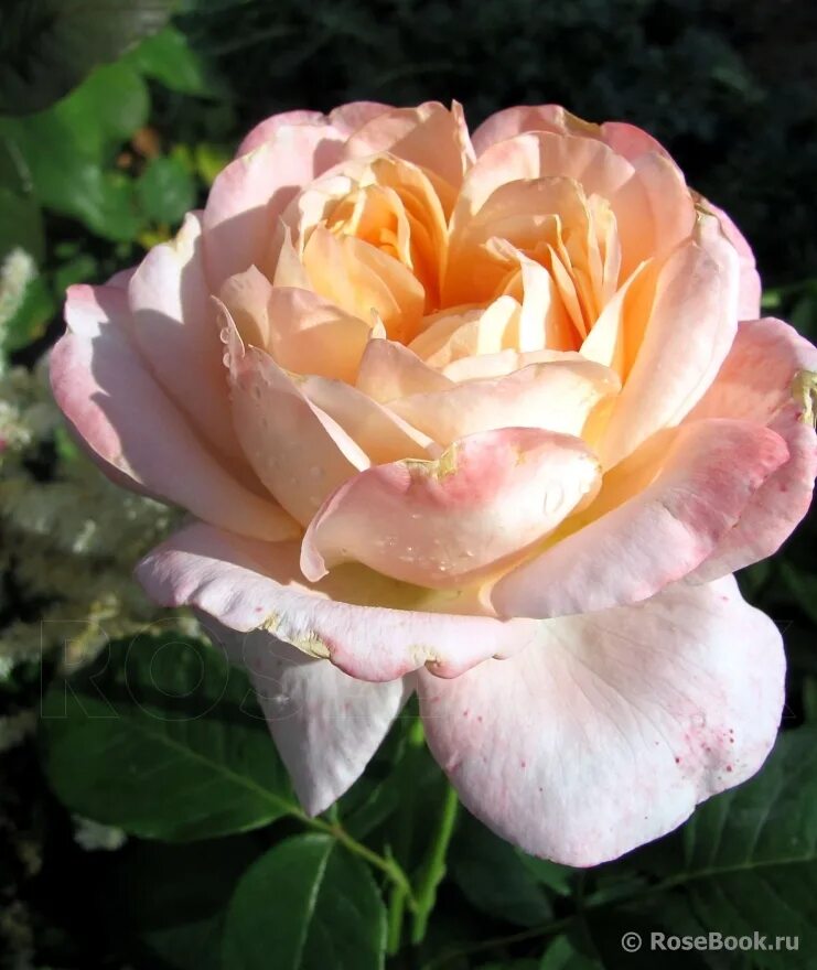 улица розы изабеллы. улица розы изабеллы. роза изабелла фото. роза изабелла ренессанс. роза изабелла росселлини энциклопедия.