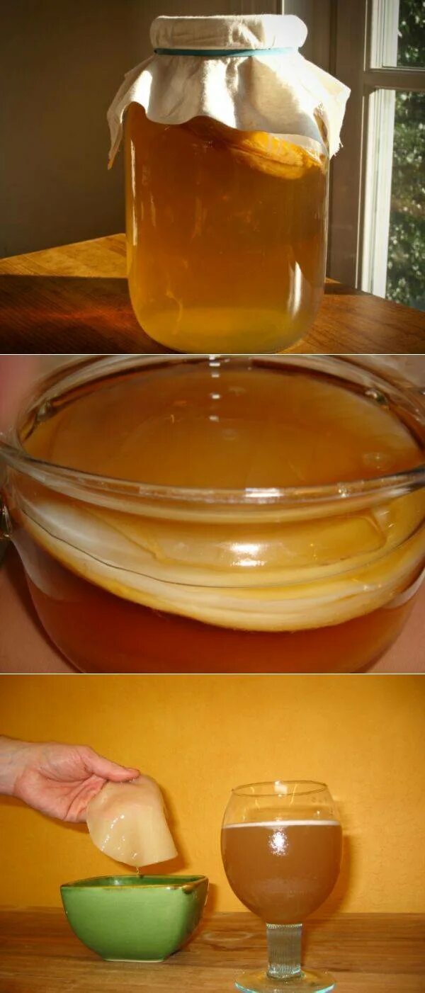 Чайный гриб - Комбуча. Kombucha чайный гриб. Чайный гриб этапы роста. Напиток из чайного гриба.