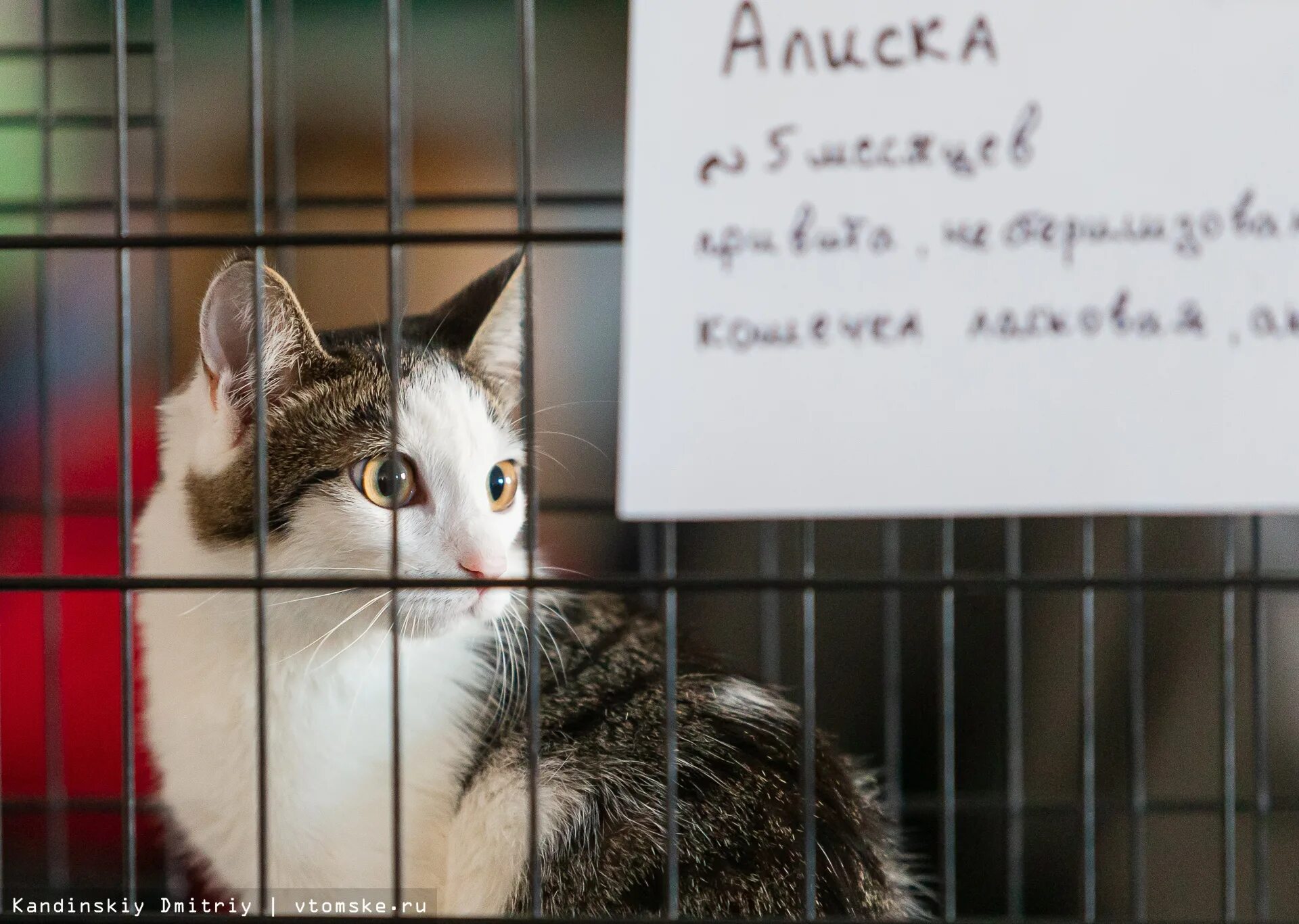 Кот 30 вопросов. 30 котов. найден кот томск. кот ждет кошку адерсс михайловск.