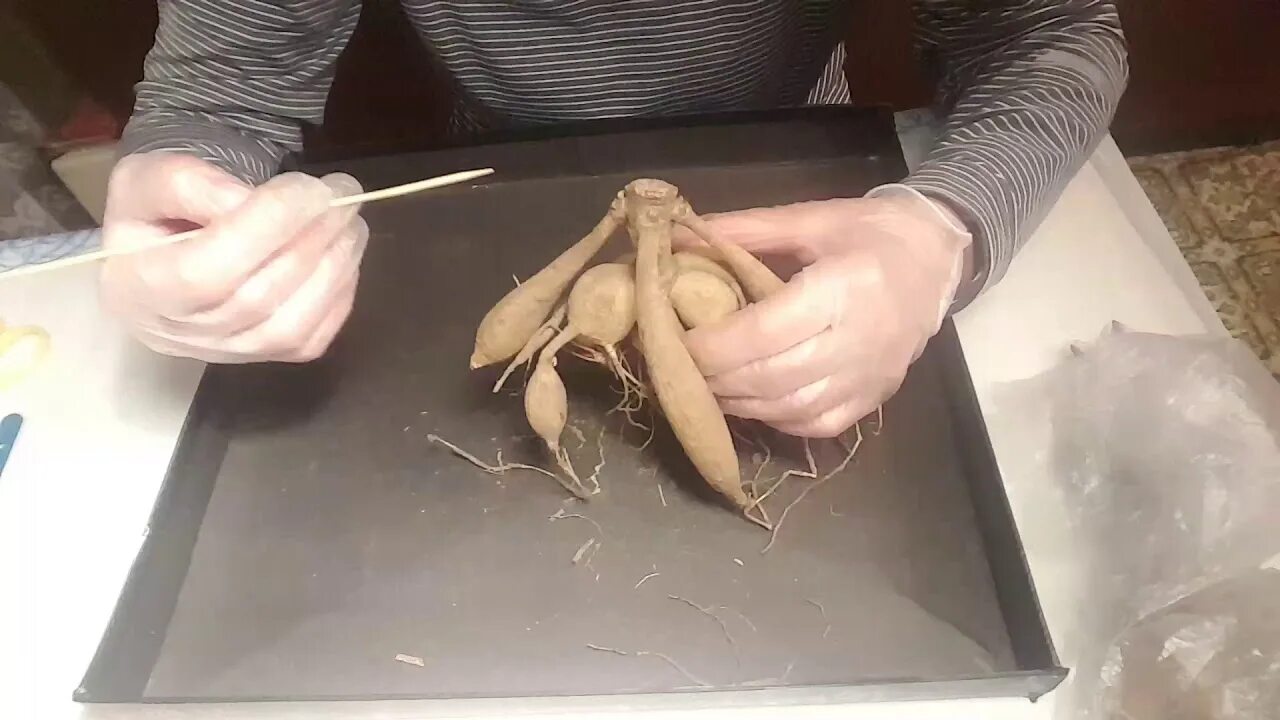 Как реанимировать клубень