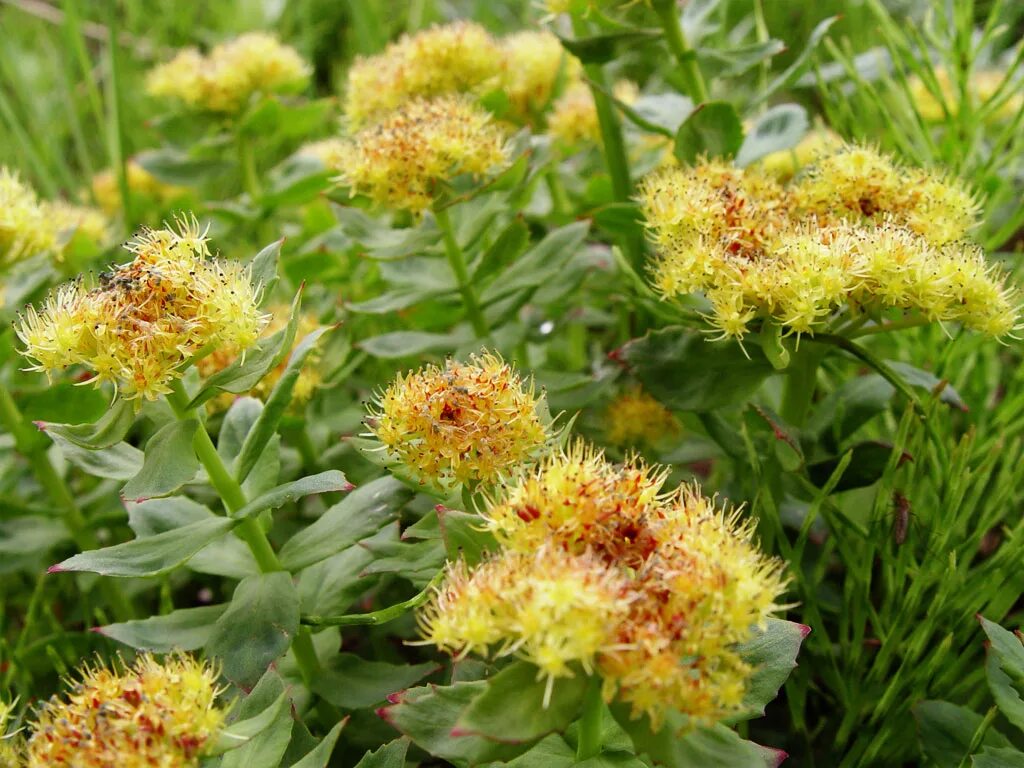 Родиола розовая Rhodiola rosea. Золотой корень Rhodiola rosea. Родиола Сахалинская. Родиола розовая Толстянковые. Родиола розовая сырье