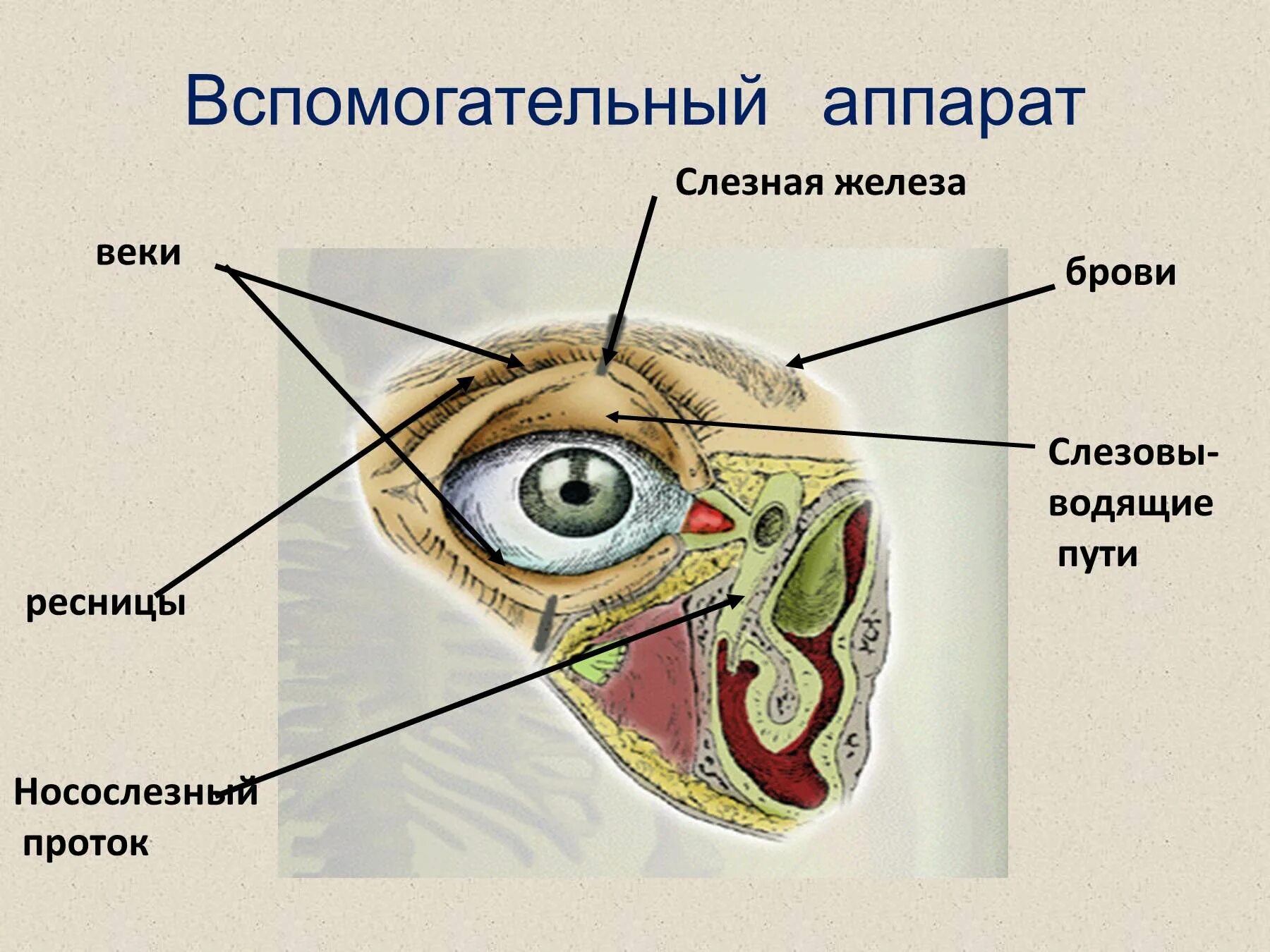 Структуры относящиеся к вспомогательному аппарату глаза. Вспомогательный аппарат зрительного анализатора. вспомогательный аппарат глаза. слезный аппарат глаза.. структура строения вспомогательного аппарата глаза. вспомогательный аппарат глаза слезный строение.