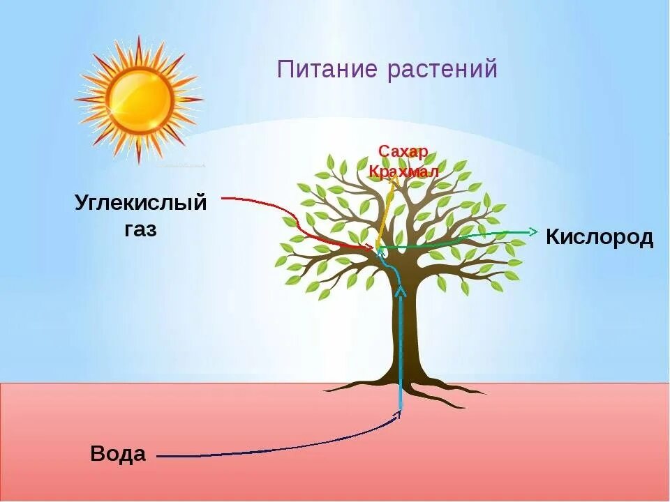 Питание растений. Процесс питания растений. Схема питания растений. Как питаются растения. Солнечный свет на земле урок