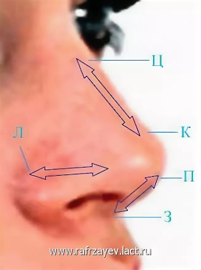 крылья носа фото у человека. крылья носа фото у человека. крылья носа фото у человека. переносица носа. наружное строение носа анатомия.