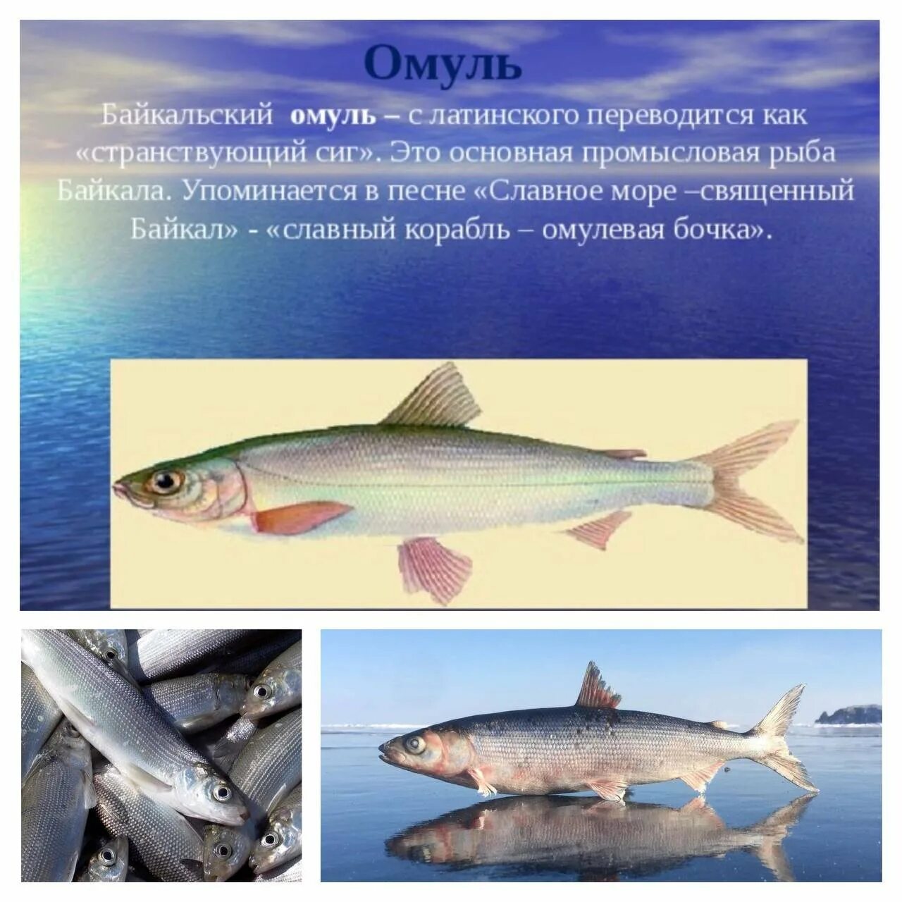 Чем отличается омуль от. Чем отличается омуль от