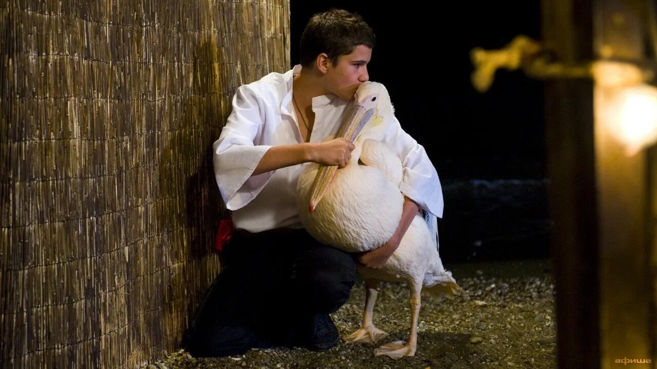 Эмир кустурица пеликан. Nicostratos le pelican 2011. Пеликан никостратос. Пеликан 2011 отзывы. Пеликан никостратос.
