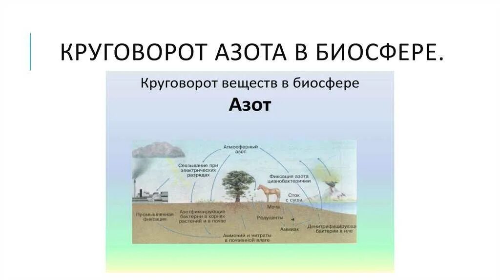 Круговорот веществ в биосфере обеспечивается. Круговорот веществ в биосфере. Биосфера круговорот биосферы. Круговорот живого вещества в биосфере. Круговорот веществ в природе Биосфера.